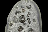 Tall Concretion with Ammonite (Eleganticeras) Fossils - England #171254-4